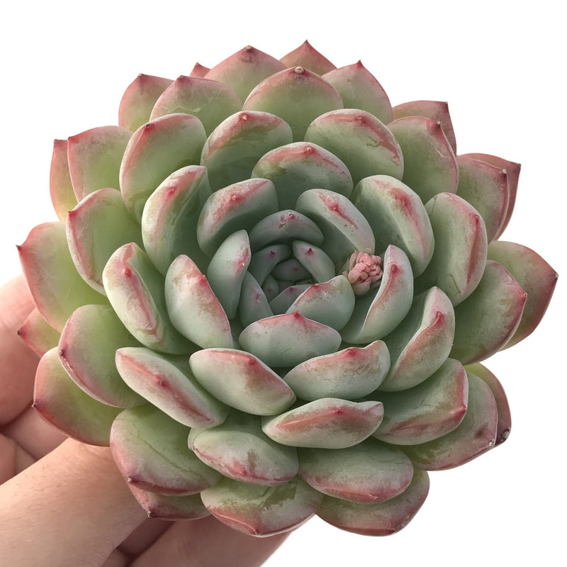 Echeveria 'Yusuke' 3" Succulent Plant