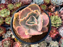 Echeveria sp. Variegated (Not E. 'Ice Age') 4" Cutting Succulent Plant