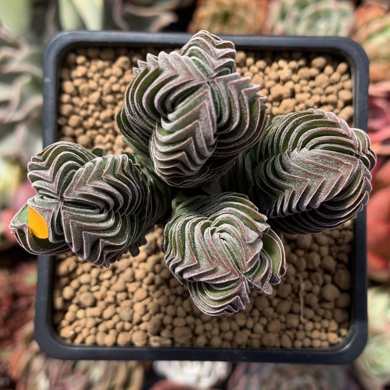 Crassula 'Buddha's Temple' 2"-3" Succulent Plant