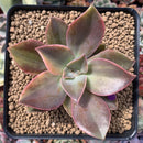 Graptoveria 'Fred Ives' Variegated 3" Succulent Plant