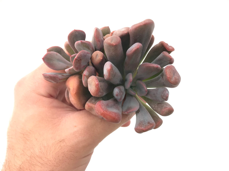 Echeveria 'Cupid' Cluster 4" Succulent Plant