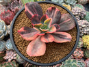 Echeveria 'Primadonna' Variegated 4" Succulent Plant