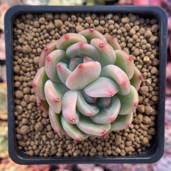 Echeveria 'White Champagne' Bifurcated 2" Succulent Plant