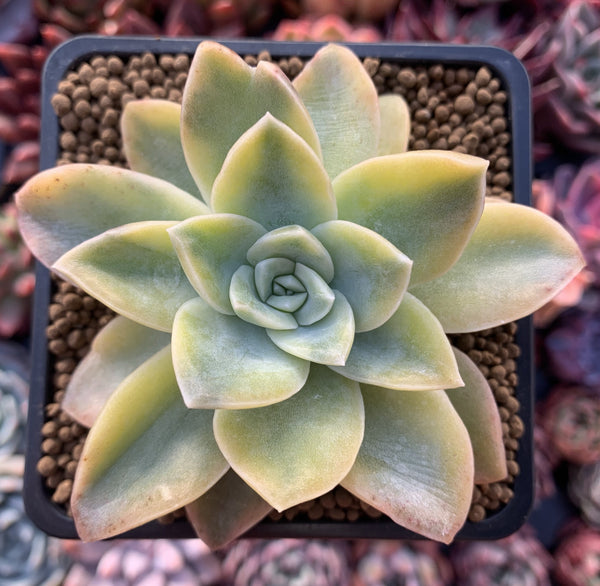 Graptoveria 'Harry Watson' Variegated 3" Succulent Plant