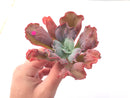 Echeveria 'Linguas' 4" Succulent Plant