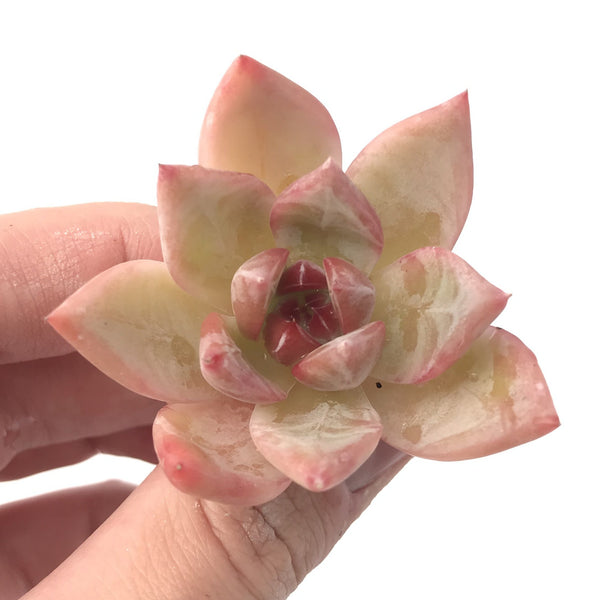 Echeveria sp. Small 1" Succulent Plant