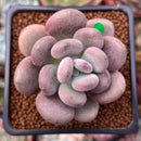 Pachyphytum Oviferum 'Tsukibijin' 2" Succulent Plant