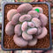 Pachyphytum Oviferum 'Tsukibijin' 2" Succulent Plant