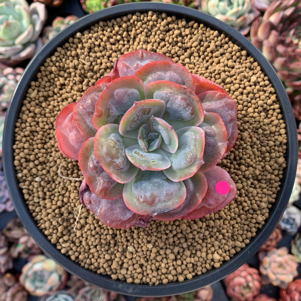 Echeveria 'Hearts Delight' 3" Succulent Plant