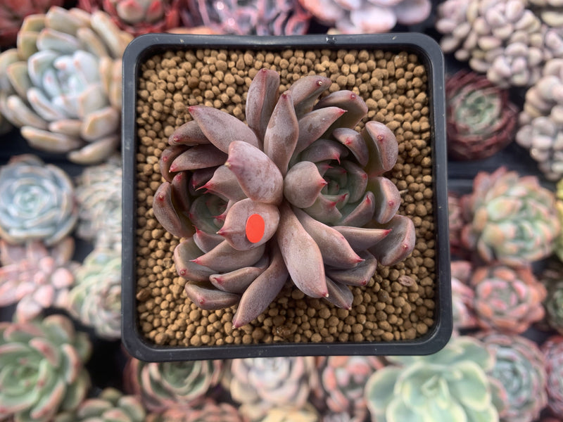 Echeveria Agavoides 'Magic Plot' 2" Succulent Plant