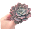 Echeveria 'Bianca' 4" Large Powdery Succulent Plant