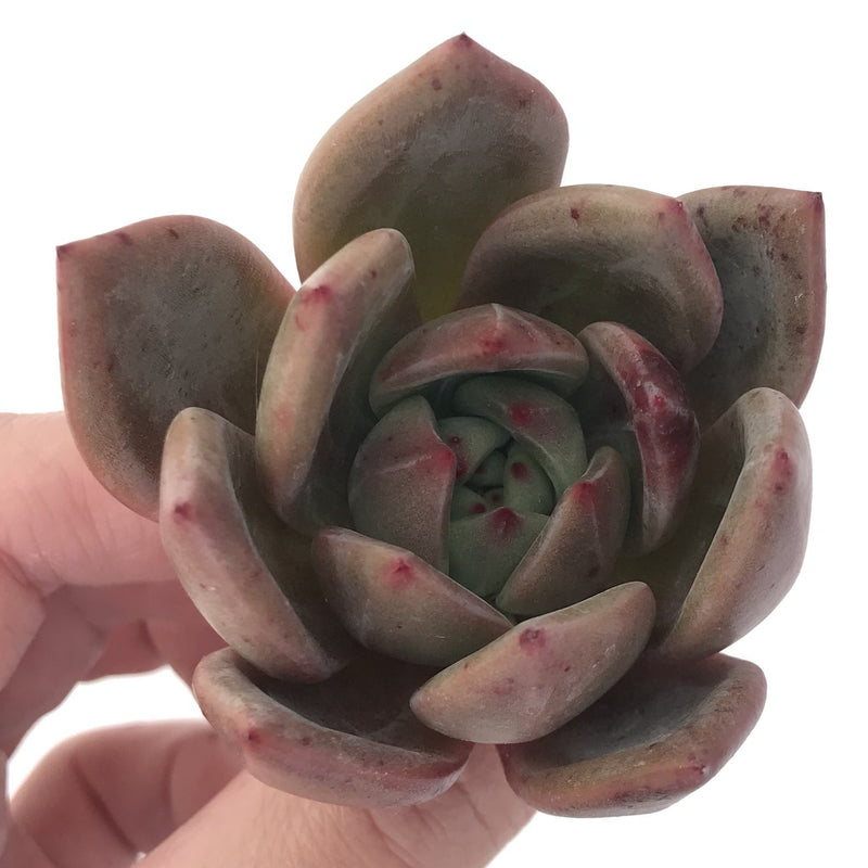 Echeveria Agavoides 'Baekya' 2"-3" Succulent Plant