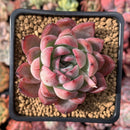 Echeveria sp. 2" Succulent Plant