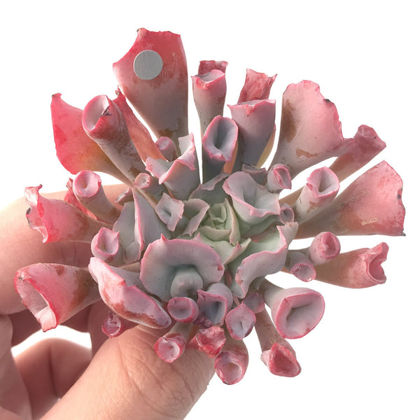 Echeveria 'Trumpet Pinky' 3" Succulent Plant