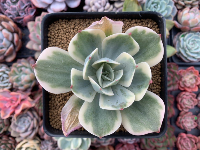 Echeveria 'Secunda' Variegated 3" Succulent Plant