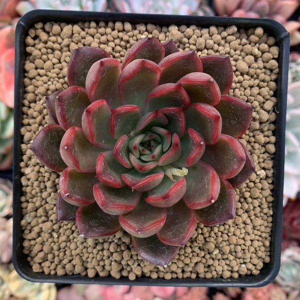 Echeveria Agavoides 'Red Bell' 3" Succulent Plant