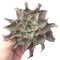 Echeveria 'Madiba' Special Form 5"-6" Rare Succulent Plant