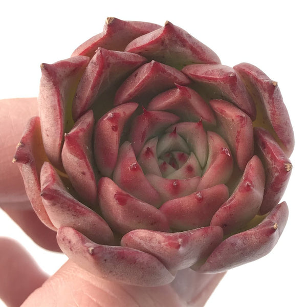 Echeveria 'Jelly Peach' Small 1" New Hybrid Succulent Plant