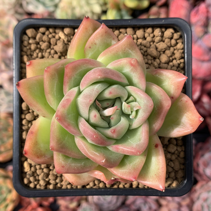 Echeveria Agavoides 'Snow Elian' 3" Succulent Plant