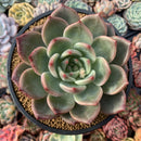 Echeveria Agavoides 'Shallot' 5"-6" Succulent Plant