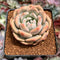 Echeveria 'Ariel' 2" Succulent Plant