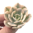 Echeveria Runyonii Variegated (Aka Echeveria 'Akaihosi' Variegated) 2" Succulent Plant