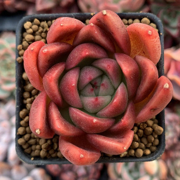 Echeveria Agavoides 'Callisto' 1" Succulent Plant