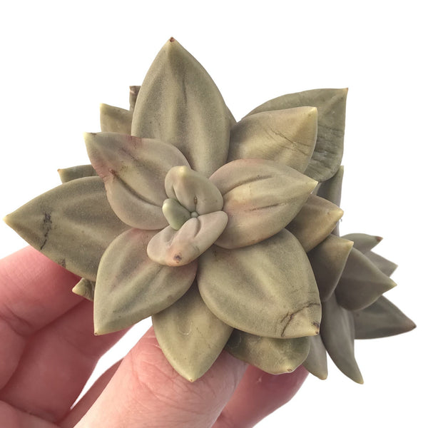 Echeveria 'Xichuensis' Double Head 3" Succulent Plant