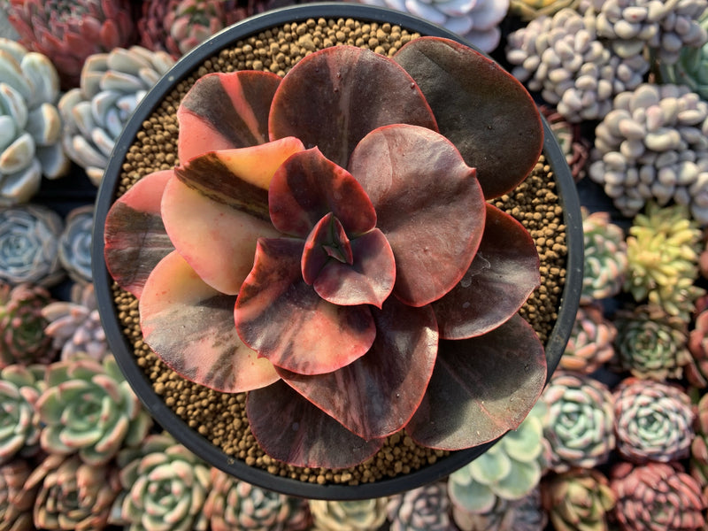 Echeveria 'Primadonna' Variegated 5" Succulent Plant