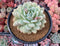 Echeveria 'Green Day' 5" Large Powdery Succulent Plant