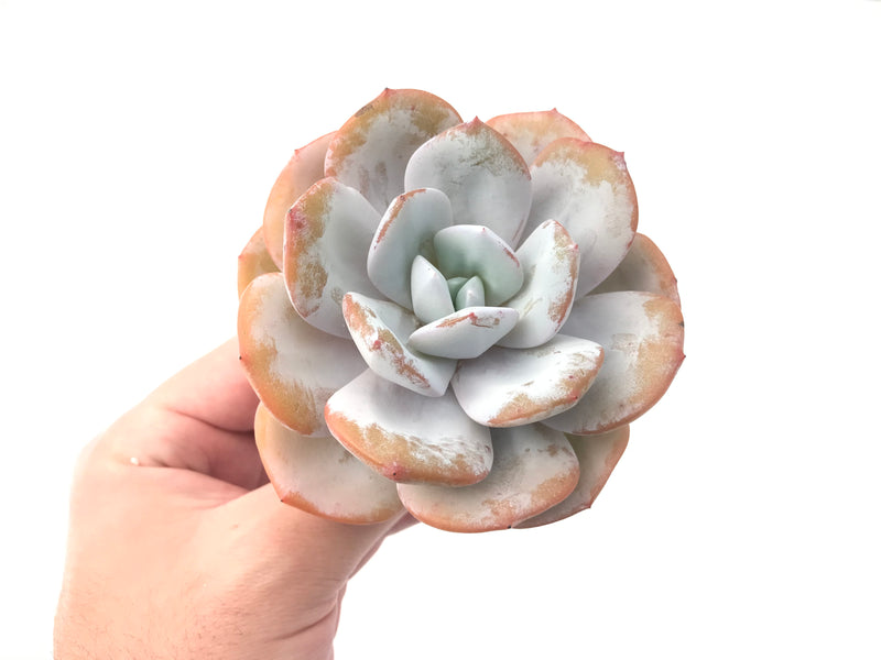 Echeveria 'Cream Tea' 4" Powdery Large Succulent Plant