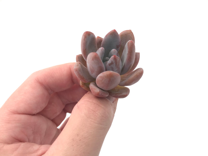 Echeveria 'Monroe Queen' 1"-2" New Hybrid Succulent Plant