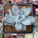 Pachyveria 'Crystal Ice' 2"-3" Succulent Plant