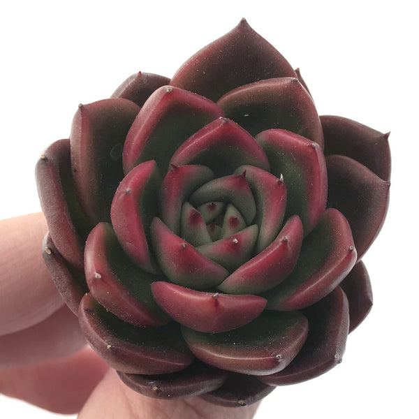 Echeveria Agavoides 'Cagliari' 1" Succulent Plant