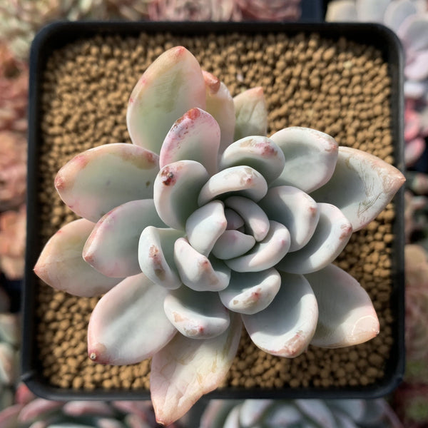 Pachyveria 'Simonasa' Variegated 3" Powdery Succulent Plant