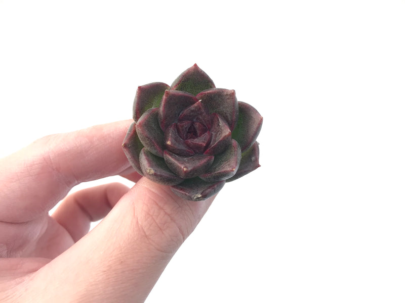 Echeveria 'Black Queen' 1" Small Succulent Plant