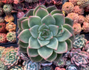 Echeveria Agavoides 'Shallot' 6" Large Succulent Plant