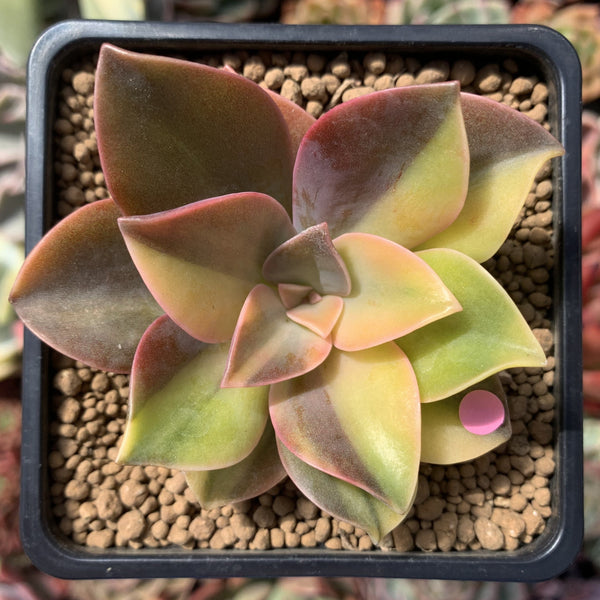 Graptoveria 'Fred Ives' Variegated 3" Succulent Plant