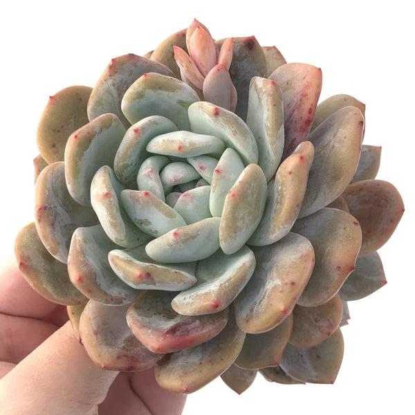 Echeveria 'Orange Monroe' 5" Cluster Large Powdery Succulent Plant