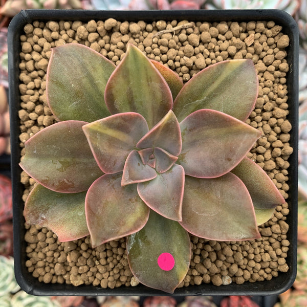 Graptoveria 'Fred Ives' Variegated 3" Rare Succulent Plant