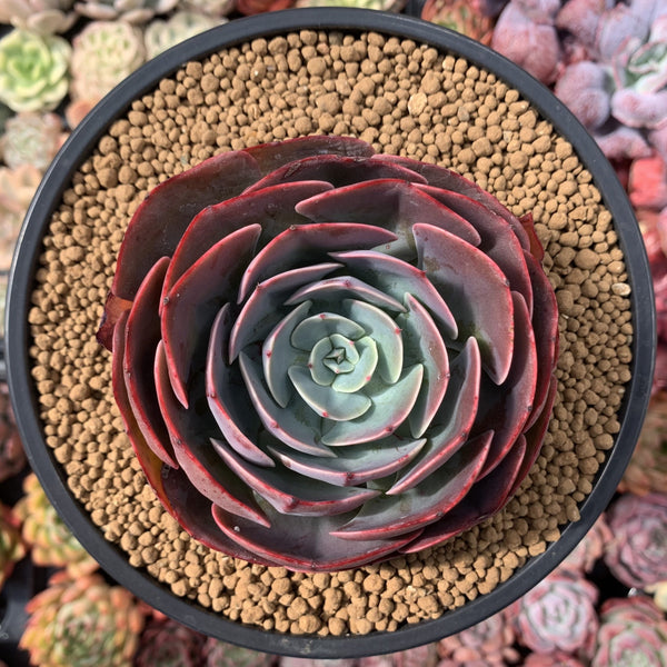 Echeveria 'Muesli' 4" Large Succulent Plant