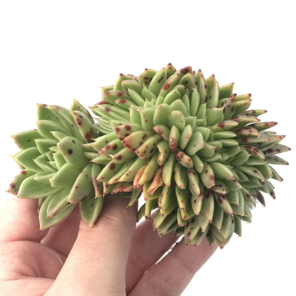 Echeveria Agavoides 'Shining Pearl' Crested 4" Rare Succulent Plant