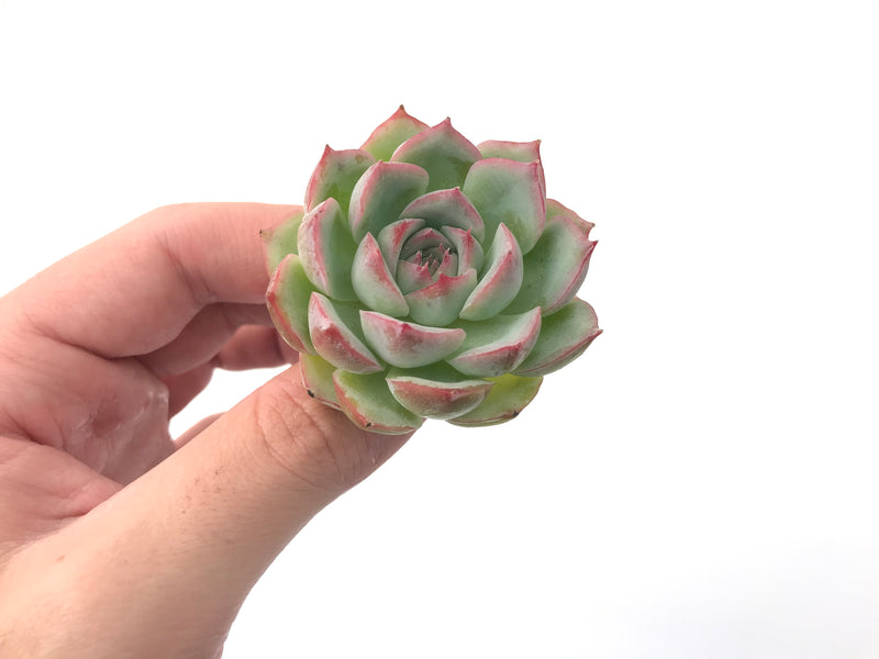 Echeveria 'Silhouette' 1" Powdery Succulent Plant