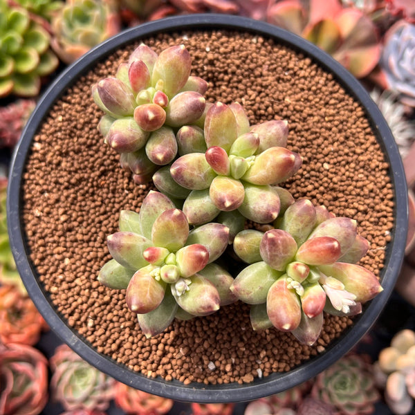 Pachyphytum 'Compactum' 3" Cluster Succulent Plant