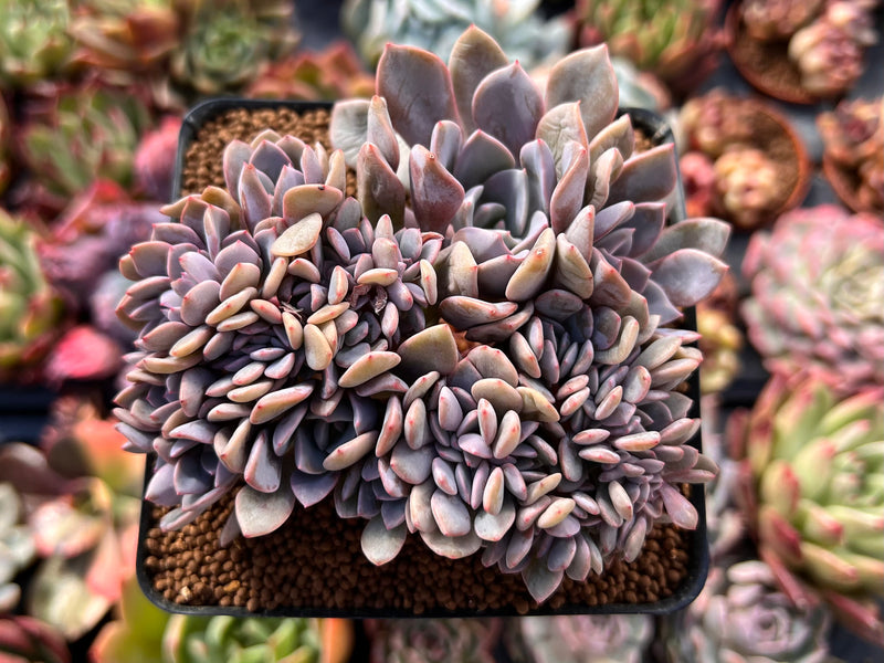 Graptoveria 'Debbie' Crested 3" Succulent Plant