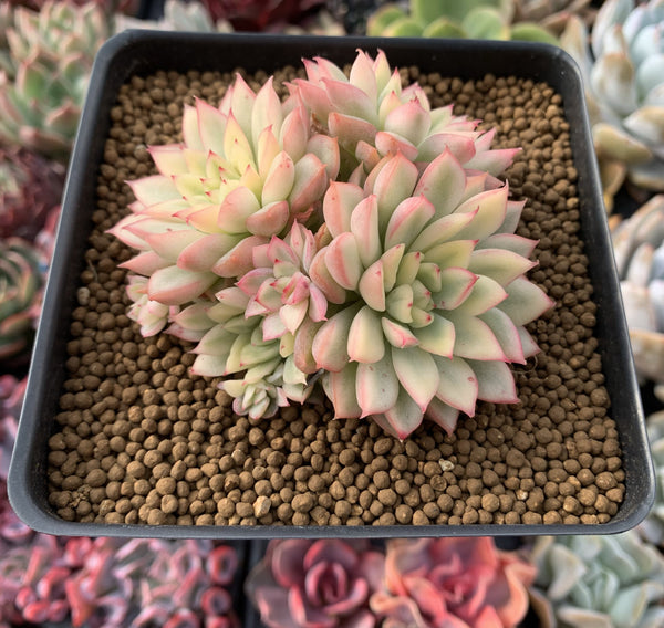 Echeveria 'Mebina' Variegated 4" Cluster Succulent Plant