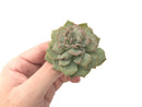 Echeveria 'Fiona' Variegated 3" Rare Succulent Plant