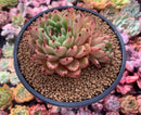 Echeveria Agavoides sp. 5" Succulent Plant