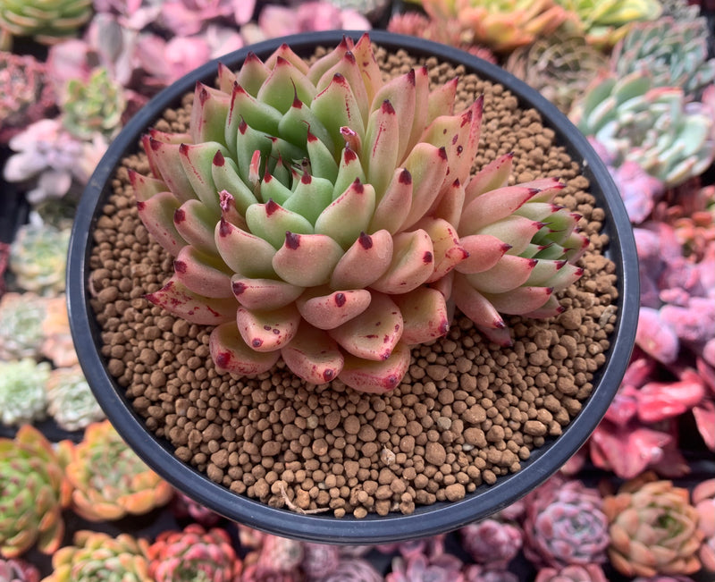 Echeveria Agavoides sp. 5" Succulent Plant