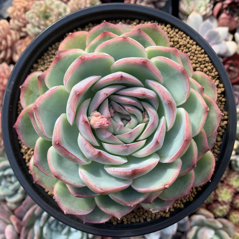 Echeveria 'Silhouette' Extra Large 6" Powdery Succulent Plant